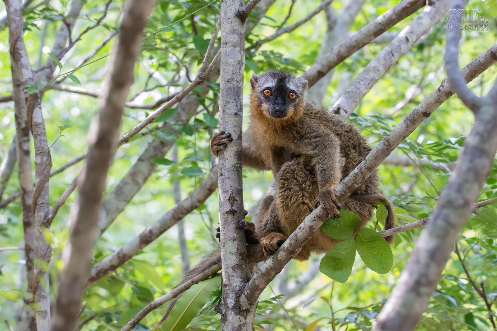 Isalo - Red-fronted brown lemur The red-fronted brown lemur (Eulemur rufifrons) can only be found in western and southern Madagscar. It is a very social animal that is also curious. They live in groups from 4 to 17 individuals. Stefan Cruysberghs